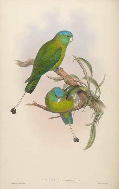 Prioniturus discurus de John Gould